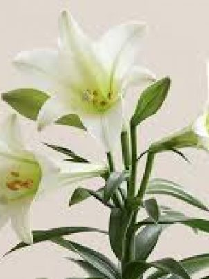 images-1